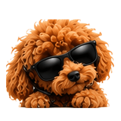 Darma, the caramel-brown poodle support companion