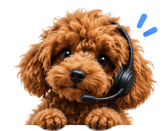 Darma, the caramel-brown poodle support companion